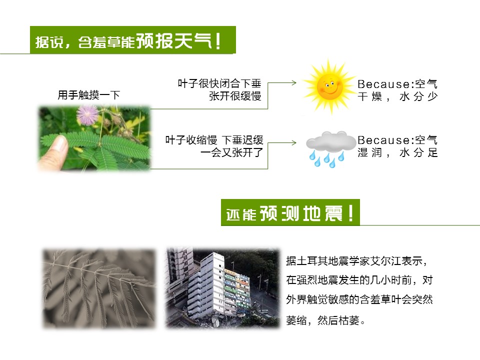 卡通儿童.静态.83.花草日记含羞草的PPT模板-8/17