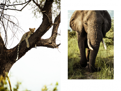 其他.哈苏大师获奖作品集.2008.Benjamin Antony Monn 本杰明·安东尼·蒙.个人项目.Wilderness_Luxury_Safaris_Botswana的摄影作品-BAM_DSC7874-1-copy-copy