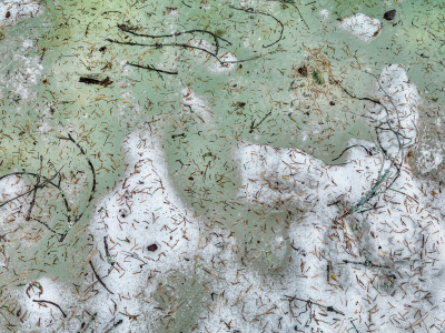 其他.哈苏大师获奖作品集.2008.Hans Strand  汉斯·斯特兰德.个人项目.Intimate_Landscapes的摄影作品-1_Needles+on+Snow,+Tyresta+National+Park,+Sweden+2010