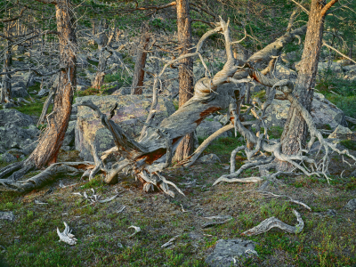 其他.哈苏大师获奖作品集.2008.Hans Strand  汉斯·斯特兰德.个人项目.Intimate_Landscapes的摄影作品-13_Pine+Forest,+St.+Sj_C3_B6fallt+National+Park,+Sweden+1994