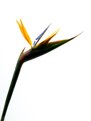 其他.哈苏大师获奖作品集.2010.João Carlos.个人项目.广告.静物.花卉细节_João_Carlos_照片和摄像师的摄影作品-bird-of-paradise-joao-carlos-web