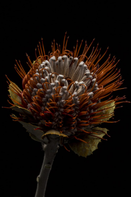 其他.哈苏大师获奖作品集.2010.João Carlos.个人项目.广告.静物.花卉细节_João_Carlos_照片和摄像师的摄影作品-ql3a1936-copy-800x1200