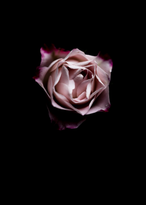 其他.哈苏大师获奖作品集.2010.João Carlos.个人项目.广告.静物.花卉细节_João_Carlos_照片和摄像师的摄影作品-koyportraitprintbox-jc-3-800x1120