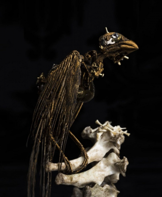 其他.哈苏大师获奖作品集.2010.João Carlos.个人项目.美术.宏观学的摄影作品-dscf5057