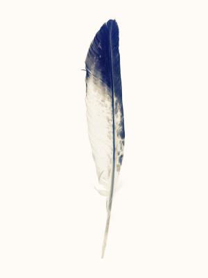 其他.哈苏大师获奖作品集.2010.Lyle Owerko.个人项目.蒙古鹰猎人的摄影作品-Owerko_Feather_08