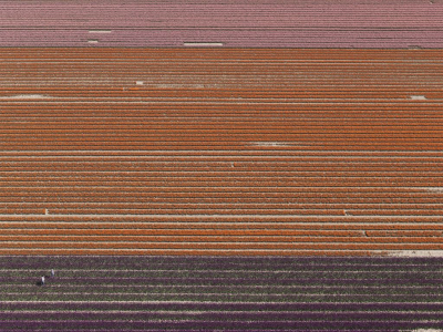 其他.哈苏大师获奖作品集.Stephan Zirwes.个人项目.Cultured_Land_2010的摄影作品-csm_04-fields03-Blumen-H4D_0029_fdeddd1c57