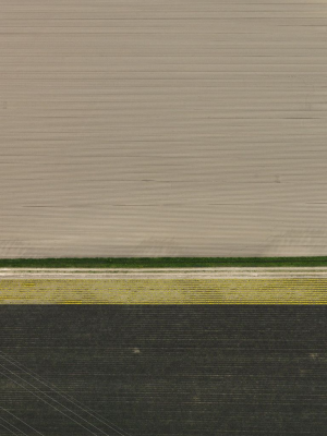其他.哈苏大师获奖作品集.Stephan Zirwes.个人项目.Cultured_Land_2010的摄影作品-csm_07-blumen-schwarzbraun_1210894_7db932a12d
