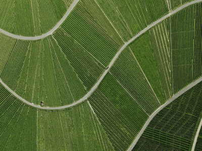 其他.哈苏大师获奖作品集.Stephan Zirwes.个人项目.Vineyards_2010的摄影作品-csm_fields-03-culturedland_08_1208663_c5c99b646a