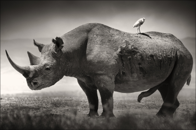 其他.哈苏大师获奖作品集.2012.Joachim Schmeisser.THE_LAST_OF_THEIR_KIND的摄影作品-Big-Male-Black-Rhino.jpg-nggid03197-ngg0dyn-2200x1467x100-00f0w010c010r110f110r010t010