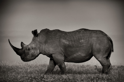 其他.哈苏大师获奖作品集.2012.Joachim Schmeisser.THE_LAST_OF_THEIR_KIND的摄影作品-White-Rhino-I_2019.jpg-nggid03203-ngg0dyn-3000x2000x100-00f0w010c010r110f110r010t010
