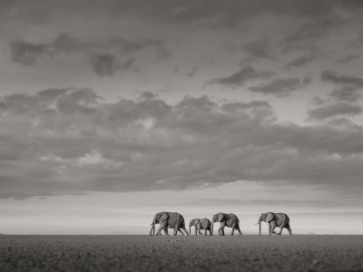 其他.哈苏大师获奖作品集.2012.Joachim Schmeisser.THE_LAST_OF_THEIR_KIND的摄影作品-Elephants-crossing_2017_1900