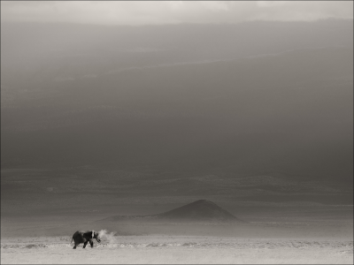 其他.哈苏大师获奖作品集.2012.Joachim Schmeisser.THE_LAST_OF_THEIR_KIND的摄影作品-Lonely-Bull-dusting_2019.jpg-nggid03214-ngg0dyn-3000x2250x100-00f0w010c010r110f110r010t010