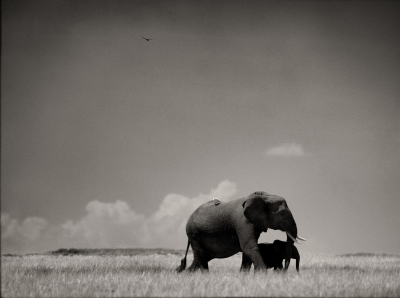 其他.哈苏大师获奖作品集.2012.Joachim Schmeisser.THE_LAST_OF_THEIR_KIND的摄影作品-Mother-and-calf.jpg-nggid03215-ngg0dyn-2062x1540x100-00f0w010c010r110f110r010t010
