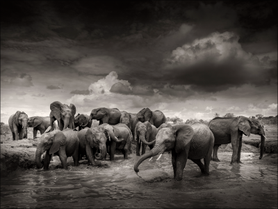 其他.哈苏大师获奖作品集.2012.Joachim Schmeisser.THE_ORPHAN_ELEPHANTS的摄影作品-Mudbath-IV