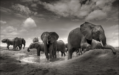 其他.哈苏大师获奖作品集.2012.Joachim Schmeisser.THE_ORPHAN_ELEPHANTS的摄影作品-Mudbath-VII