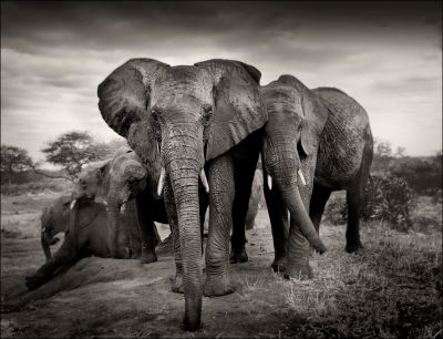 其他.哈苏大师获奖作品集.2012.Joachim Schmeisser.THE_ORPHAN_ELEPHANTS的摄影作品-The-Magnificent-Seven