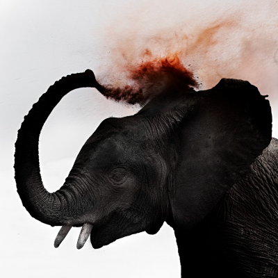 其他.哈苏大师获奖作品集.2012.Joachim Schmeisser.THE_ORPHAN_ELEPHANTS的摄影作品-Dust_3-1536x1536