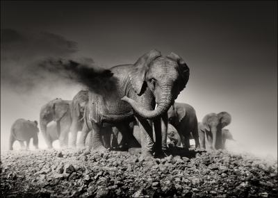 其他.哈苏大师获奖作品集.2012.Joachim Schmeisser.THE_ORPHAN_ELEPHANTS的摄影作品-Earth-I.jpg-nggid03134-ngg0dyn-2200x1571x100-00f0w010c010r110f110r010t010