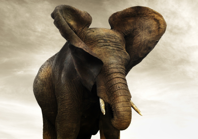 其他.哈苏大师获奖作品集.2012.Joachim Schmeisser.THE_ORPHAN_ELEPHANTS的摄影作品-Golden-Giant-I.jpg-nggid03136-ngg0dyn-2200x1550x100-00f0w010c010r110f110r010t010