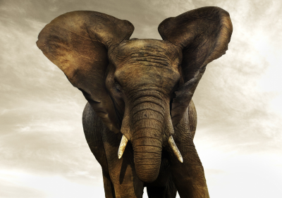 其他.哈苏大师获奖作品集.2012.Joachim Schmeisser.THE_ORPHAN_ELEPHANTS的摄影作品-Golden-Giant-III.jpg-nggid03138-ngg0dyn-2200x1550x100-00f0w010c010r110f110r010t010