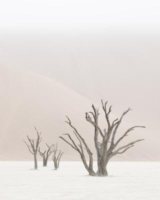 其他.哈苏大师获奖作品集.2012.TOM D. JONES.个人项目.BENGUELA的摄影作品-BG V1