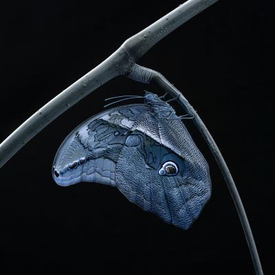 其他.哈苏大师获奖作品集.2012.TOM D. JONES.个人项目.巴比龙的摄影作品-Caligo eurilochus_1