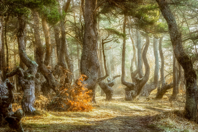 其他.哈苏大师获奖作品集.2016.Lars van de Goor.个人作品集.Awake_in_the_Dream的摄影作品-Lars van de Goor_摄影师陈阳 9