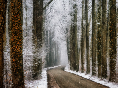 其他.哈苏大师获奖作品集.2016.Lars van de Goor.个人作品集.Cold_Beauty的摄影作品-Lars van de Goor_摄影师陈阳 4