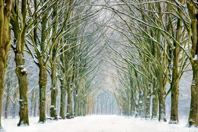 其他.哈苏大师获奖作品集.2016.Lars van de Goor.个人作品集.Cold_Beauty的摄影作品-Lars van de Goor_摄影师陈阳 7