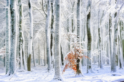 其他.哈苏大师获奖作品集.2016.Lars van de Goor.个人作品集.Cold_Beauty的摄影作品-Lars van de Goor_摄影师陈阳 9