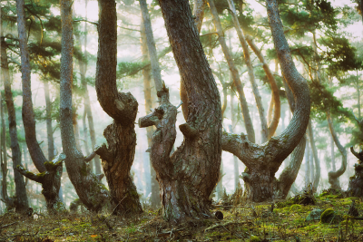 其他.哈苏大师获奖作品集.2016.Lars van de Goor.个人作品集.Creatures_of_the_Forest的摄影作品-Lars van de Goor_摄影师陈阳 1