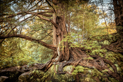 其他.哈苏大师获奖作品集.2016.Lars van de Goor.个人作品集.Creatures_of_the_Forest的摄影作品-Lars van de Goor_摄影师陈阳 2