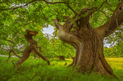 其他.哈苏大师获奖作品集.2016.Lars van de Goor.个人作品集.Creatures_of_the_Forest的摄影作品-Lars van de Goor_摄影师陈阳 3