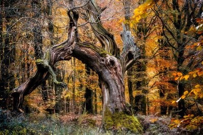 其他.哈苏大师获奖作品集.2016.Lars van de Goor.个人作品集.Creatures_of_the_Forest的摄影作品-Lars van de Goor_摄影师陈阳 4