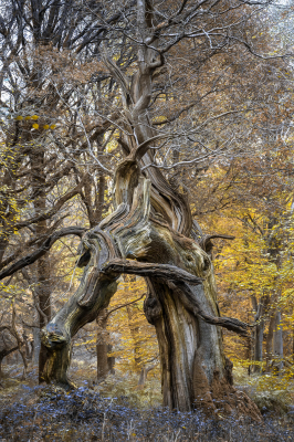 其他.哈苏大师获奖作品集.2016.Lars van de Goor.个人作品集.Creatures_of_the_Forest的摄影作品-Lars van de Goor_摄影师陈阳 5