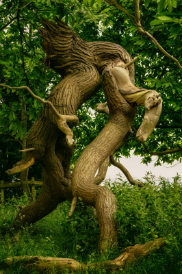 其他.哈苏大师获奖作品集.2016.Lars van de Goor.个人作品集.Creatures_of_the_Forest的摄影作品-Lars van de Goor_摄影师陈阳 7