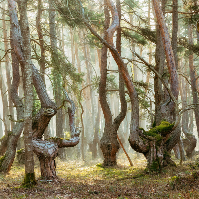 其他.哈苏大师获奖作品集.2016.Lars van de Goor.个人作品集.Creatures_of_the_Forest的摄影作品-Lars van de Goor_摄影师陈阳 9