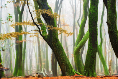 其他.哈苏大师获奖作品集.2016.Lars van de Goor.个人作品集.Dancing_Trees的摄影作品-Lars van de Goor_摄影师陈阳 1