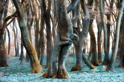 其他.哈苏大师获奖作品集.2016.Lars van de Goor.个人作品集.Dancing_Trees的摄影作品-Lars van de Goor_摄影师陈阳 2