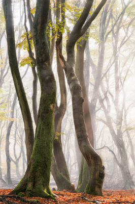 其他.哈苏大师获奖作品集.2016.Lars van de Goor.个人作品集.Dancing_Trees的摄影作品-Lars van de Goor_摄影师陈阳 3