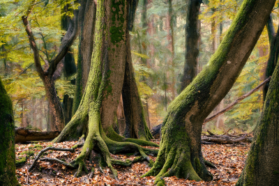 其他.哈苏大师获奖作品集.2016.Lars van de Goor.个人作品集.Dancing_Trees的摄影作品-Lars van de Goor_摄影师陈阳 4