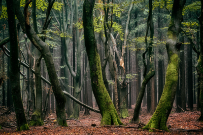其他.哈苏大师获奖作品集.2016.Lars van de Goor.个人作品集.Dancing_Trees的摄影作品-Lars van de Goor_摄影师陈阳 5