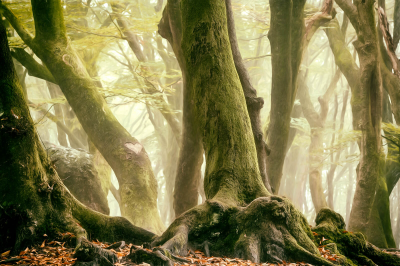 其他.哈苏大师获奖作品集.2016.Lars van de Goor.个人作品集.Dancing_Trees的摄影作品-Lars van de Goor_摄影师陈阳 6
