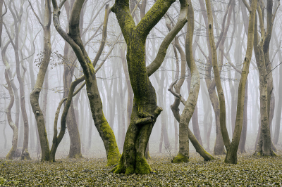 其他.哈苏大师获奖作品集.2016.Lars van de Goor.个人作品集.Dancing_Trees的摄影作品-Lars van de Goor_摄影师陈阳 7