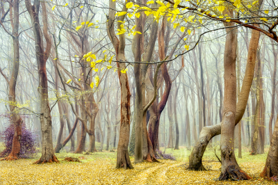 其他.哈苏大师获奖作品集.2016.Lars van de Goor.个人作品集.Dancing_Trees的摄影作品-Lars van de Goor_摄影师陈阳 8