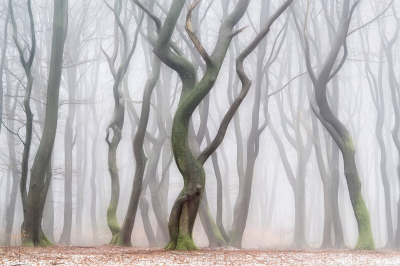 其他.哈苏大师获奖作品集.2016.Lars van de Goor.个人作品集.Dancing_Trees的摄影作品-Lars van de Goor_摄影师陈阳 9