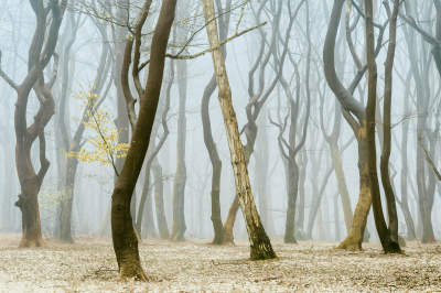 其他.哈苏大师获奖作品集.2016.Lars van de Goor.个人作品集.Dancing_Trees的摄影作品-Lars van de Goor_摄影师陈阳 10