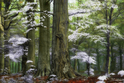 其他.哈苏大师获奖作品集.2016.Lars van de Goor.个人作品集.Fine_Art的摄影作品-Lars van de Goor_摄影师陈阳 1