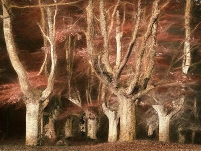 其他.哈苏大师获奖作品集.2016.Lars van de Goor.个人作品集.Fine_Art的摄影作品-Lars van de Goor_摄影师陈阳 4