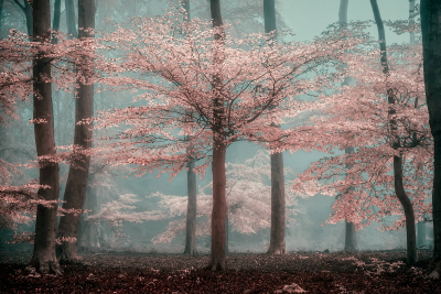 其他.哈苏大师获奖作品集.2016.Lars van de Goor.个人作品集.Fine_Art的摄影作品-Lars van de Goor_摄影师陈阳 5